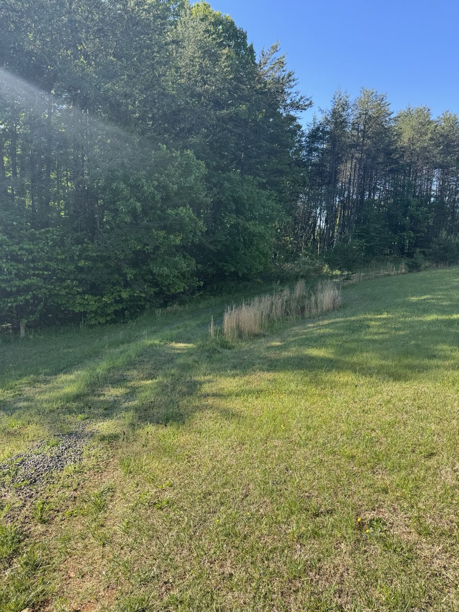 Before forestry mulching: Treeline reclaimed, undergrowth cleared