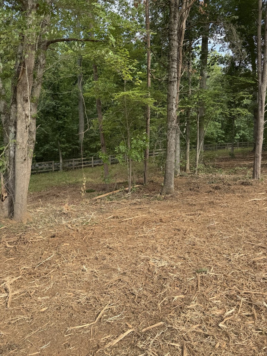 After forestry mulching: Wall of brush replaced with clean forest floor