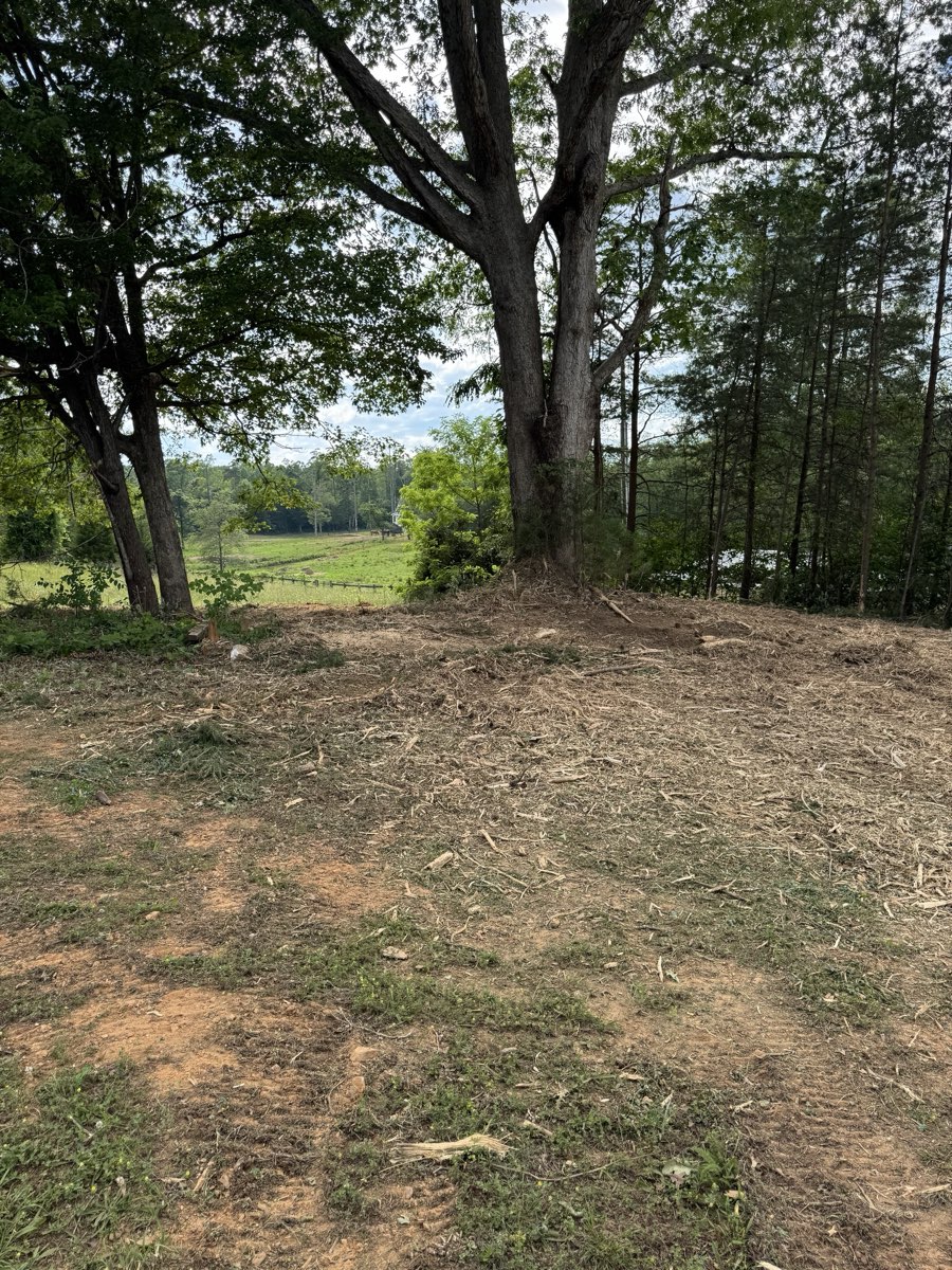 After forestry mulching: Hidden oaks revealed, view restored