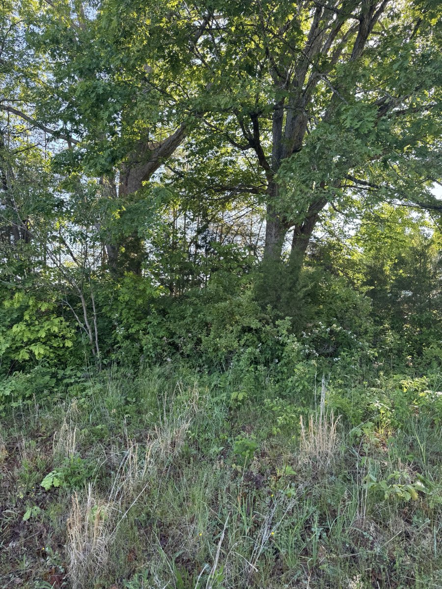 Before forestry mulching: Hidden oaks revealed, view restored
